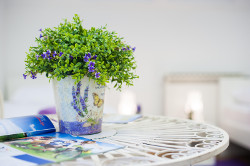 Hostel Osijek - Cvijeće